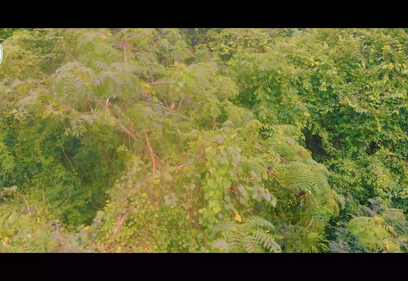 Vọoc chà vá chân nâu Phong Nha - Kẻ Bàng