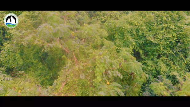 Vọoc chà vá chân nâu Phong Nha - Kẻ Bàng