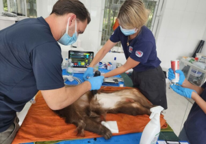 Kiểm tra sức khỏe động vật cứu hộ và tiêm phòng Vaccine 07 cá thể Hổ