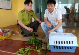 Tiếp nhận động vật hoang dã nguy cấp, quý, hiếm để cứu hộ