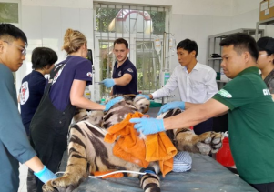 Kiểm tra sức khỏe, tiêm phòng Vaccine định kỳ cho 07 cá thể Hổ và một số cá thể động vật cứu hộ khác