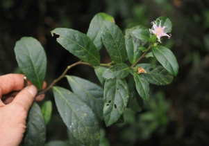 Phát hiện thêm loài thực vật mới cho khoa học tại Vườn quốc gia Phong Nha – Kẻ Bàng