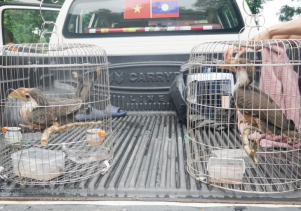 Trung tâm Cứu hộ, bảo tồn và Phát triển sinh vật tiếp nhận 2 cá thể chim Niệc nâu quý hiếm