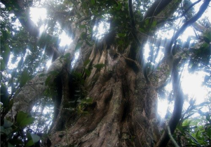 Đa dạng thực vật ở Vườn quốc gia Phong Nha – Kẻ Bàng