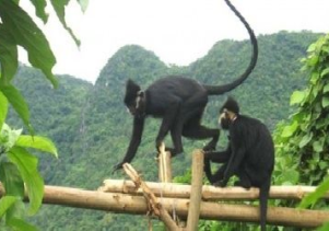 Đa dạng động vật ở Vườn quốc gia Phong Nha – Kẻ Bàng