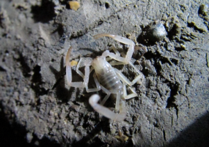 Phong Nha – Kẻ Bàng nơi ghi nhận nhiều loài động, thực vật mới đầu thế kỷ 21