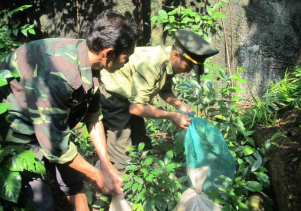 Thả động vật rừng về môi trường tự nhiên