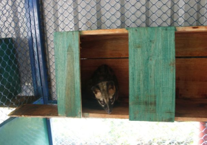 Tiếp nhận cá thể Cầy vòi hương để cứu hộ