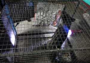 Tiếp nhận và cứu hộ động vật hoang dã