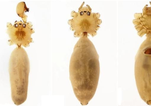 Công bố ba loài nhện mới cho khoa học phát hiện được ở Phong Nha Kẻ Bàng