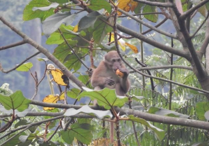 Thả động vật rừng về môi trường tự nhiên