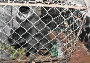 Vườn quốc gia Phong Nha – Kẻ Bàng tiếp nhận Voọc Hà Tĩnh