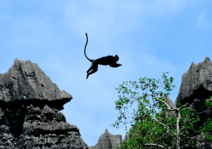 Nhà họ khỉ ở Phong Nha – Kẻ Bàng