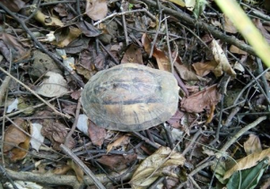 Thả động vật hoang dã về môi trường tự nhiên