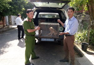 Tiếp nhận cá thể động vật hoang dã quý hiếm để cứu hộ