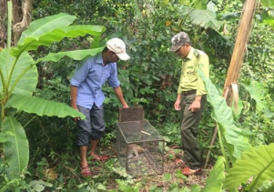 Thả động vật hoang dã về môi trường tự nhiên