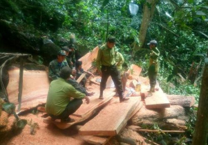 Phát hiện, bắt giữ đối tượng khai thác gỗ trái phép tại Thượng Hóa