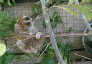 Thả động vật hoang dã về môi trường tự nhiên