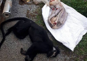 Bắt giữ đối tượng vận chuyển động vật rừng thuộc danh mục loài nguy cấp, quý, hiếm