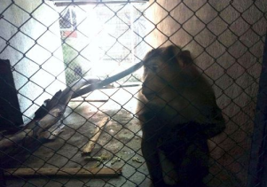 Thêm một cá thể linh trưởng được giải cứu để thả về môi trường tự nhiên