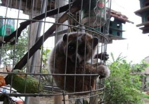 Người dân tự nguyện chuyển giao động vật hoang dã quý hiếm để cứu hộ