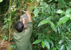 Thả động vật hoang dã về môi trường tự nhiên