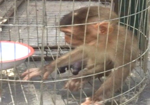 Thứ tư, 12/09/2018- 16:19 Tiếp nhận cá thể động vật hoang dã quý hiếm để cứu hộ