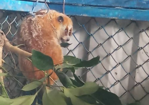 Tiếp nhận thú Linh trưởng nguy cấp, quý, hiếm để cứu hộ và thả về môi trường tự nhiên