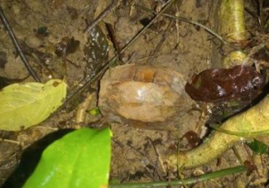 Thả động vật hoang dã về môi trường tự nhiên