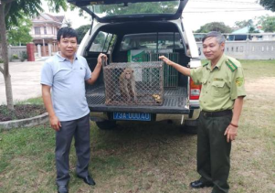 Tiếp nhận động vật hoang dã quý hiếm để cứu hộ