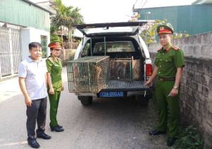 Tiếp nhận động vật hoang dã quý hiếm để cứu hộ