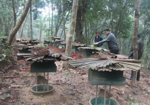 Tạo sinh kế góp phần bảo tồn Di sản Vườn quốc gia Phong Nha – Kẻ Bàng