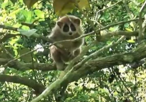 Sinh vật của bóng đêm