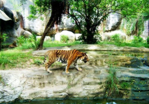 Ngày 29 tháng 7 hàng năm là Ngày quốc tế bảo tồn Hổ