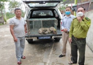 Tiếp nhận cứu hộ động vật hoang dã nguy cấp quý hiếm từ người dân