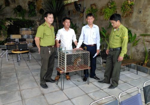 Tiếp nhận, chăm sóc 01 cá thể Khỉ nguy cấp quý hiếm từ người dân