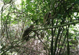 Thả 17 cá thể động vật nguy cấp, quý hiếm về môi trường tự nhiên