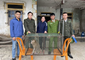 Tiếp nhận 01 cá thể Khỉ nguy cấp, quý, hiếm để cứu hộ và thả về môi trường tự nhiên
