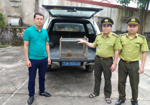 Tiếp nhận 01 cá thể Cu li nhỏ nguy cấp, quý, hiếm được ưu tiên bảo vệ