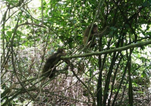 10 cá thể động vật hoang dã nguy cấp, quý hiếm được thả về môi trường tự nhiên