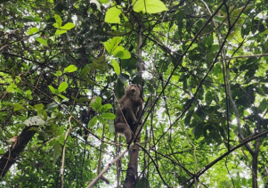 Thả động vật hoang dã về với môi trường tự nhiên tại Vườn quốc gia Phong Nha – Kẻ Bàng