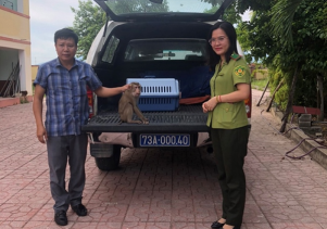 Tiếp nhận 01 cá thể Khỉ đuôi lợn nguy cấp, quý, hiếm để cứu hộ