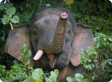 Thả động vật hoang dã về với môi trường tự nhiên tại Vườn quốc gia Phong Nha – Kẻ Bàng